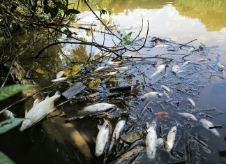Ribuan Ikan di Sungai Dua Mati, Diduga Akibat Limbah Perusahaan
