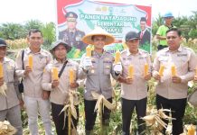 Dorong Swasembada Pangan, Kapolres Rohul Panen Jagung