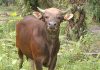 Bupati Rohul Kurban Sapi Bali Seberat 400 Kg
