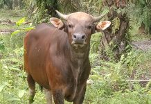 Bupati Rohul Kurban Sapi Bali Seberat 400 Kg