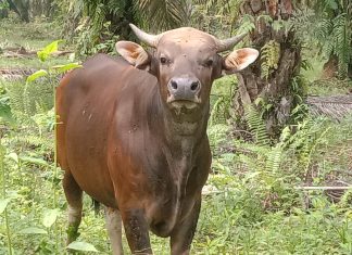 Bupati Rohul Kurban Sapi Bali Seberat 400 Kg