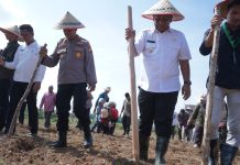 Tingkatkan Kebutuhan Pangan, Bupati Rohul Tanam Jagung Bersama Masyarakat