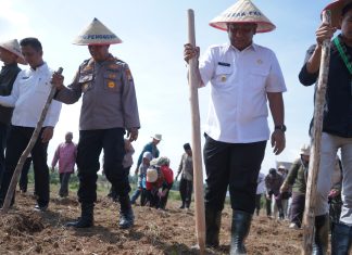 Tingkatkan Kebutuhan Pangan, Bupati Rohul Tanam Jagung Bersama Masyarakat