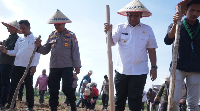 Tingkatkan Kebutuhan Pangan, Bupati Rohul Tanam Jagung Bersama Masyarakat