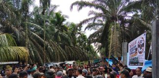 Ratusan Petani dan Koperasi di Kecamatan Kepenuhan Tolak Klaim Lahan oleh Pemegang KSO PT Kalingga 77