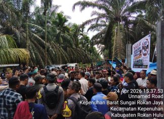 Ratusan Petani dan Koperasi di Kecamatan Kepenuhan Tolak Klaim Lahan oleh Pemegang KSO PT Kalingga 77
