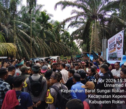 Ratusan Petani dan Koperasi di Kecamatan Kepenuhan Tolak Klaim Lahan oleh Pemegang KSO PT Kalingga 77