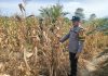 Polsek Kepenuhan Cek Perkembangan Jagung Hibrida di Desa Kepenuhan Hilir