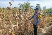 Polsek Kepenuhan Cek Perkembangan Jagung Hibrida di Desa Kepenuhan Hilir