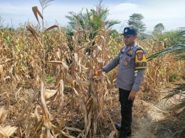 Polsek Kepenuhan Cek Perkembangan Jagung Hibrida di Desa Kepenuhan Hilir