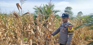 Polsek Kepenuhan Cek Perkembangan Jagung Hibrida di Desa Kepenuhan Hilir
