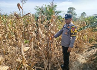 Polsek Kepenuhan Cek Perkembangan Jagung Hibrida di Desa Kepenuhan Hilir