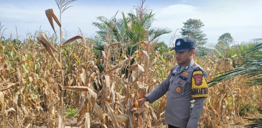 Polsek Kepenuhan Cek Perkembangan Jagung Hibrida di Desa Kepenuhan Hilir