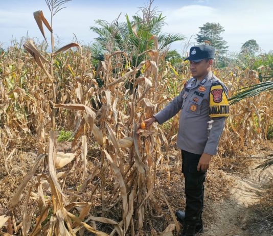 Polsek Kepenuhan Cek Perkembangan Jagung Hibrida di Desa Kepenuhan Hilir