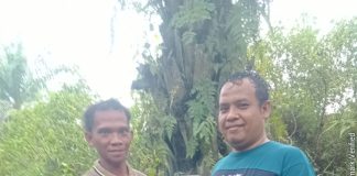 Petani Teluk Aur Klaim Land Application PT KSM Tingkatkan Produktivitas Sawit